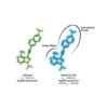 A Fluorescent Kinase Inhibitor that Exhibits Diagnostic Changes in Emission upon Binding