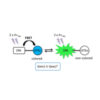 Toward two-photon absorbing dyes with unusually potentiated nonlinear fluorescence response